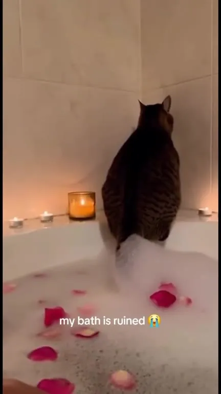 Cat Ruins the Bubble Bath