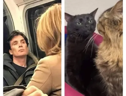 Мужчина и коты смотрят друг на друга