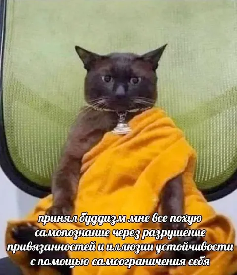 Кот познаёт себя через страдания