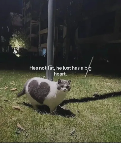 Cat With a Big Heart