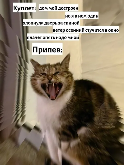 Кот поёт осеннюю песню