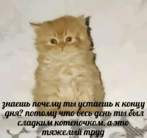 Сладким котёночком быть трудно