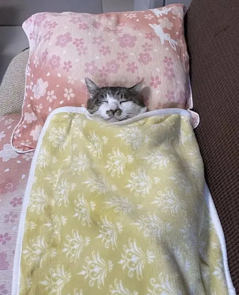 Котик уютно укрылся одеялом