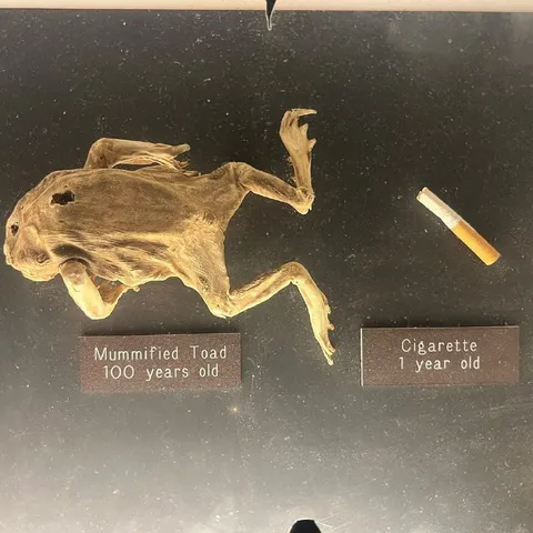 Mummified Toad Versus Cigarette