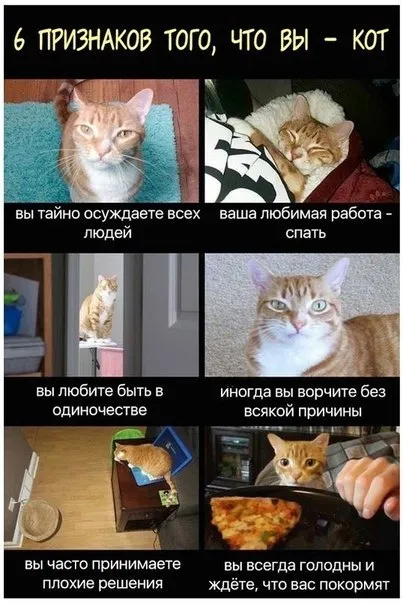 6 признаков того, что вы — кот
