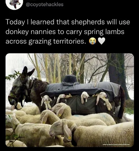 Donkey Nanny for Lambs