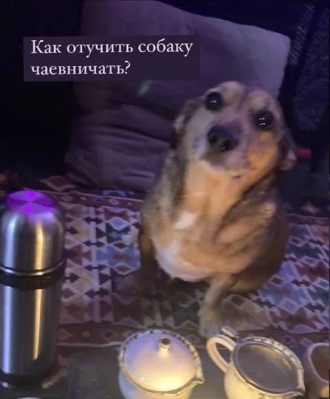 Как отучить собаку чаевничать
