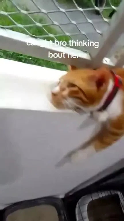 Cat Thinking About Her