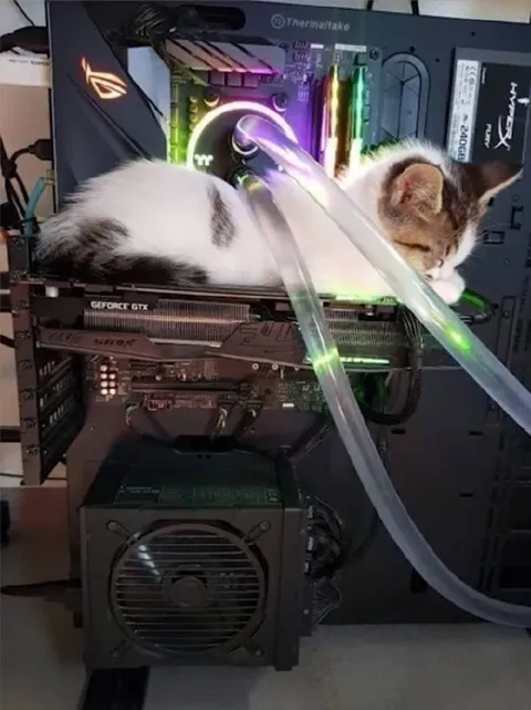 Cat Cooling a Gaming PC