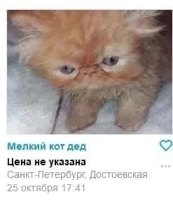 Мелкий кот дед без цены