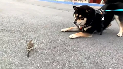 Dog Meets a Tiny Bird