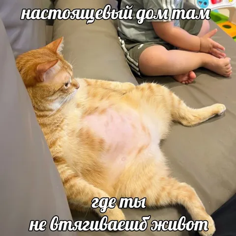 Настоящий дом для живота