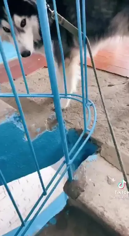 Жадный хаски не делится