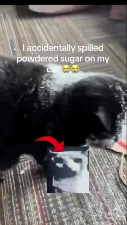 Powdered Sugar Cat Debbie