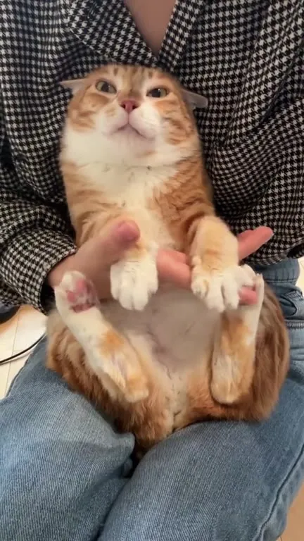 Уютный котик на руках