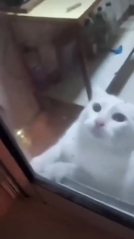 Белый кот поёт под музыку