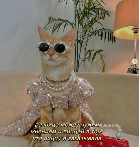 Кошка в платье и пицца
