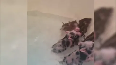 Поросята принимают ванну