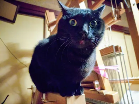 Чёрный кот в шоке