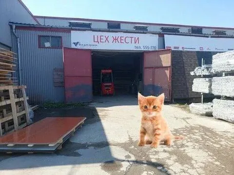 Котёнок возле цеха жести