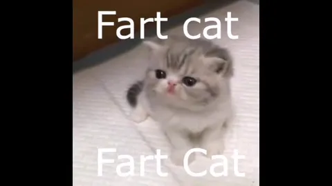 Fart Cat Gong Reaction