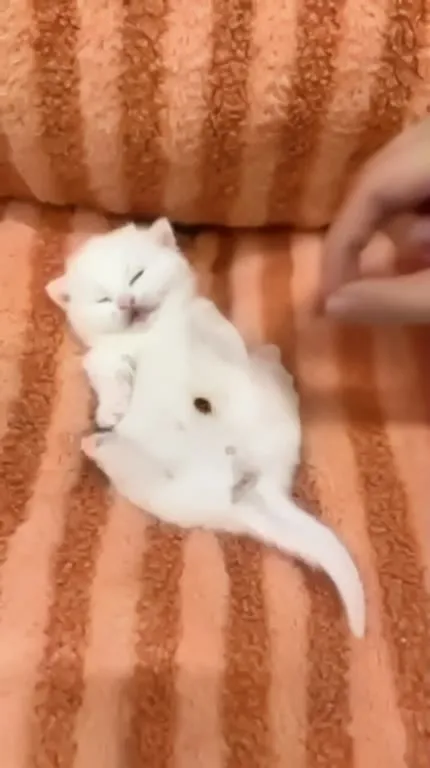 Котёнок и кучка на животе