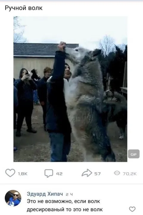 Ручной волк — это не волк