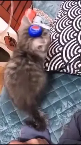 Кот с крышкой на голове