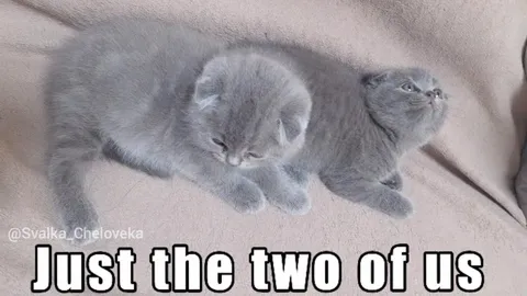 Just the Two of Us Cats