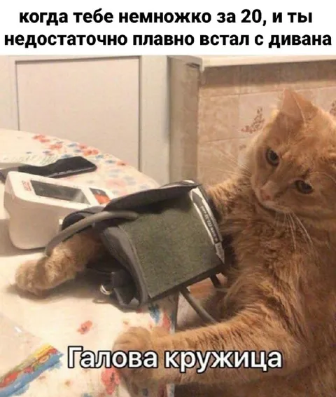 Кот после резкого подъёма