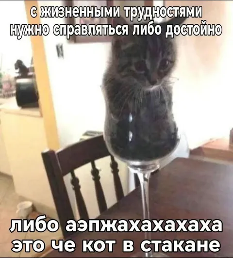 Кот в стакане