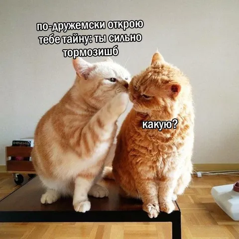 Коты раскрывают тайну