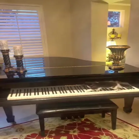 All My Fellas Cat Dance Compilation