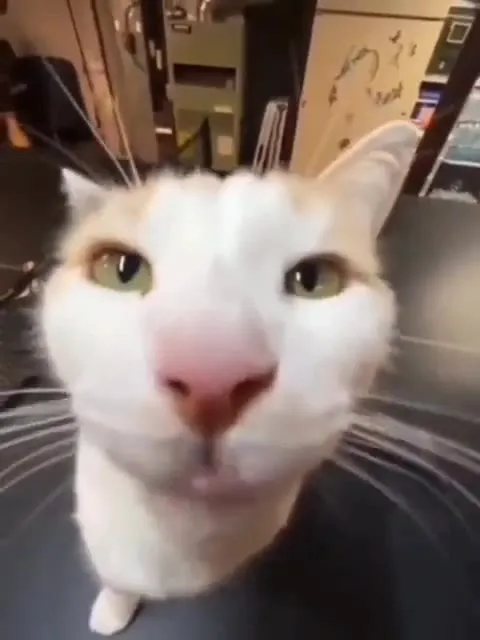 Кот драматично высовывает язык