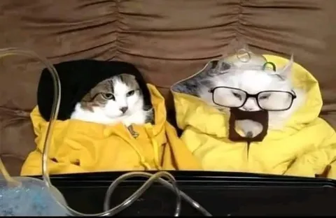 Коты в защитных костюмах