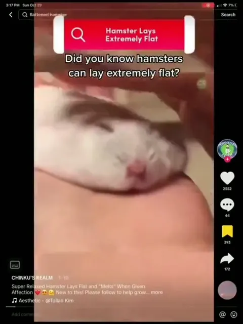 Hamster Lays Extremely Flat
