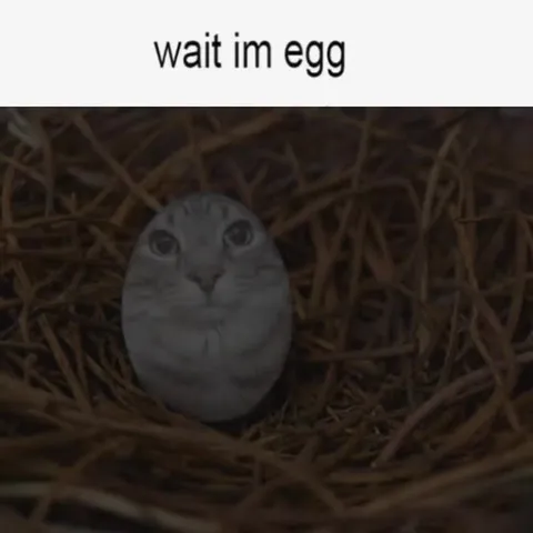 Wait, I'm an Egg Cat
