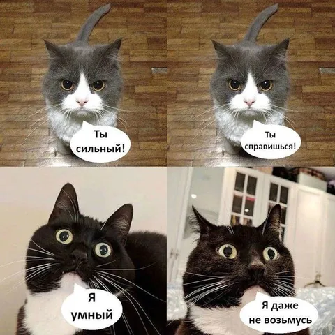 Коты дают себе советы