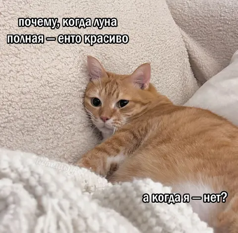 Кот и полная луна