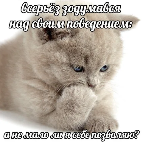 Кот задумался о поведении