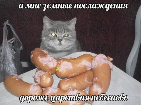 Коту дороже земные послаждения