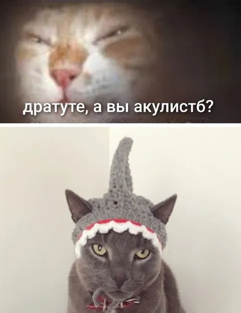 Кот-акулист в шапке