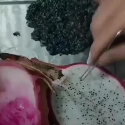 Муха рядом с питахайей