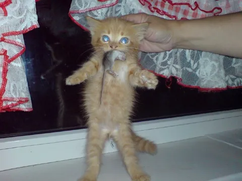 Котёнок в растерянности