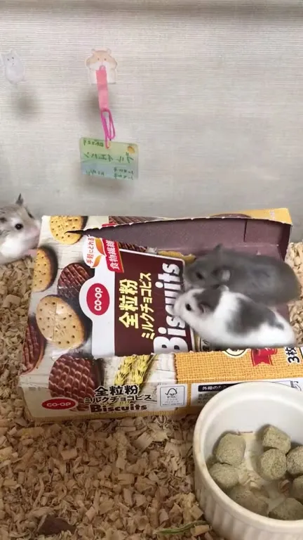 ビスケットの上で大騒ぎ