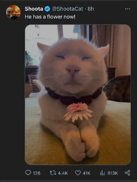 Cat With a Flower
