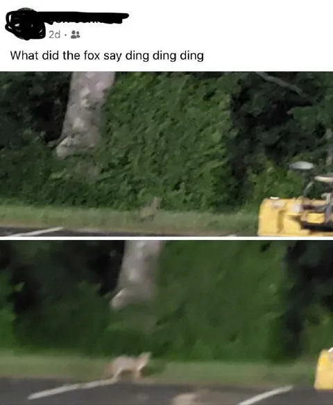What Did the Fox Say
