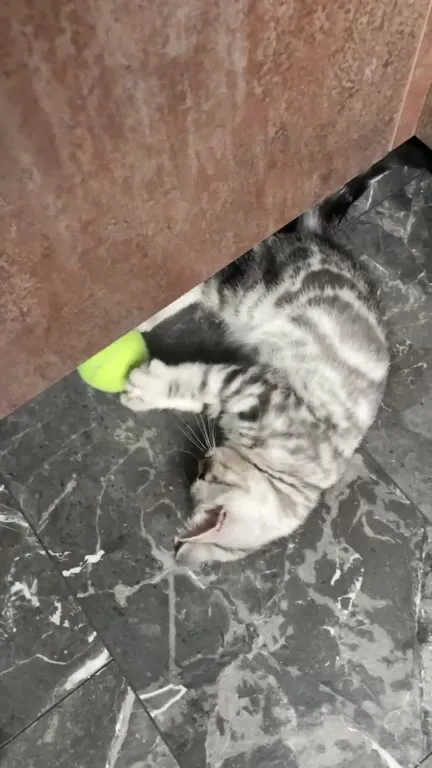 Кот охотится на мячик