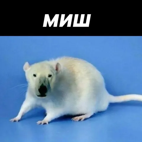 Белая мышь на синем фоне