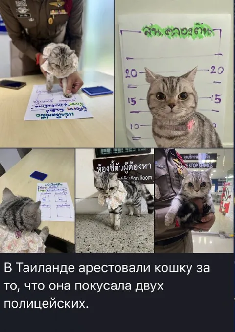 Кошку арестовали за нападение